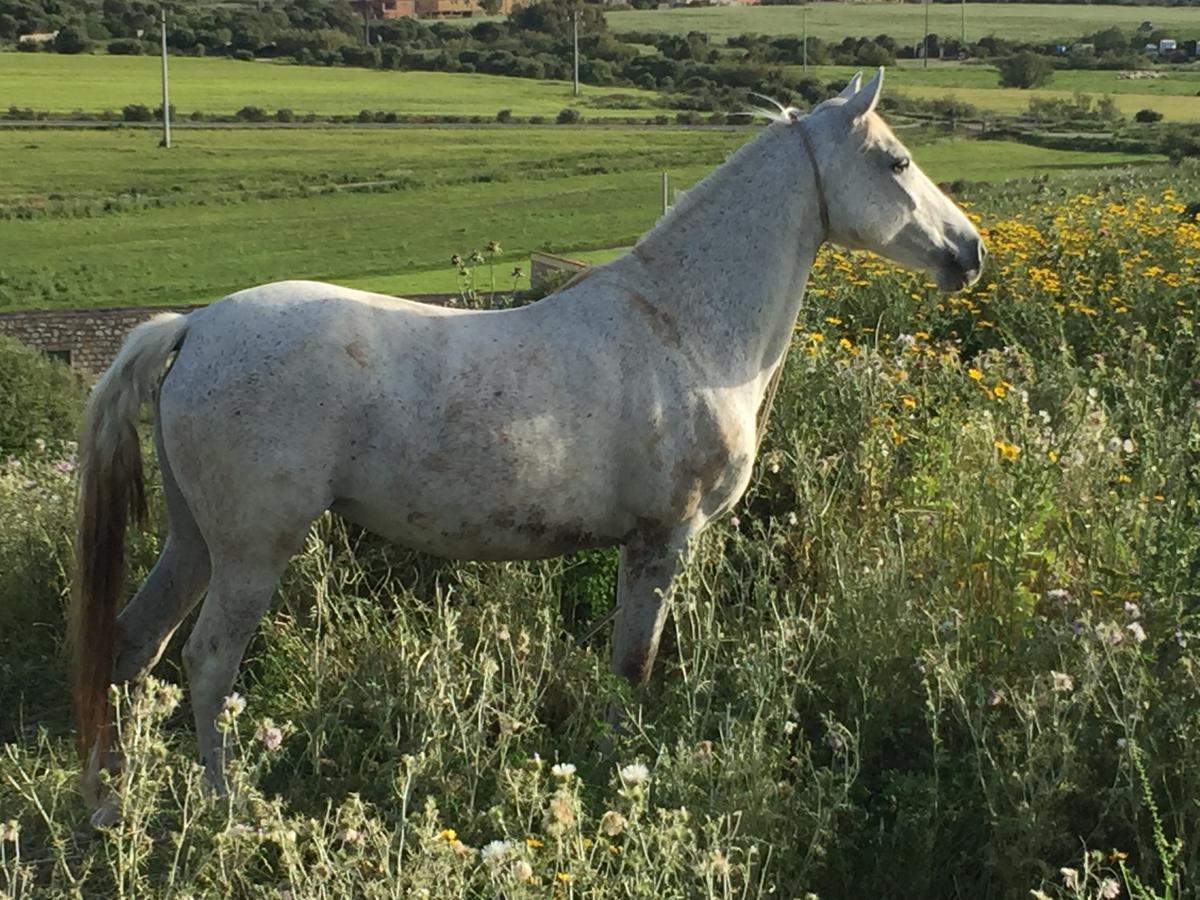 Agriturismo Su Meurreddu Tratalias Eksteriør bilde
